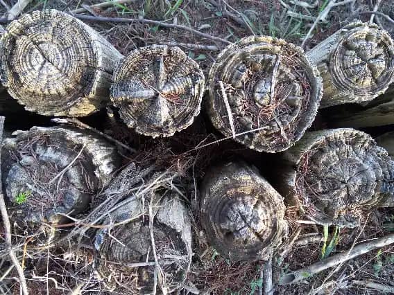 Weathered old wooden logs collected for scrap recycling service in Sydney